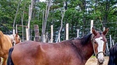 El Municipio chipeó a 19 equinos durante la fiesta del "Asado más Austral del Mundo"