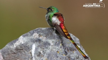 Parques Nacionales se prepara para el evento mundial de observación de aves