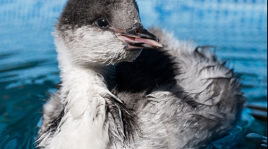 Liberan por primera vez crías de macá tobiano en la Patagonia