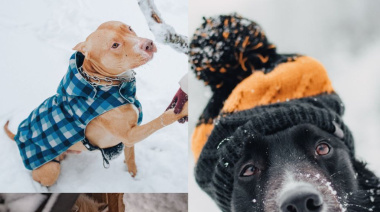 El Municipio recuerda la importancia de proteger a las mascotas del frío invernal