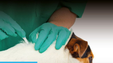 Zoonosis atenderá de manera gratuita el barrio de Andorra