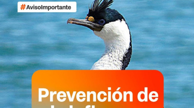 El Gobierno de la provincia activa protocolo preventivo por detección de mortandad de aves marinas