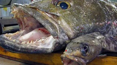 Se judicializó la pesca de merluza negra