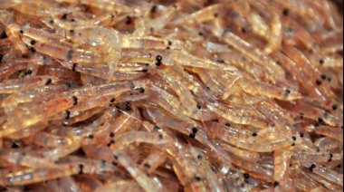Pesca ilegal: Flota noruega y china arrasan el krill antártico