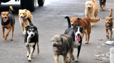 Día mundial del perro: ¿Por qué se celebra el 21 de julio?