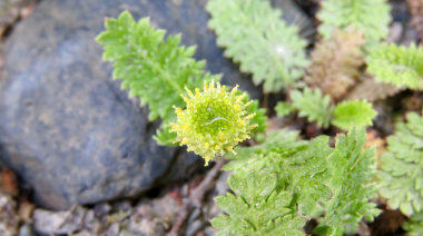 Gobierno lanza concurso para elaborar la primera guía de flora de las áreas naturales protegidas