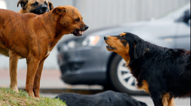Lanzan la campaña "Cuidá tu perro, cuidemos el ambiente"