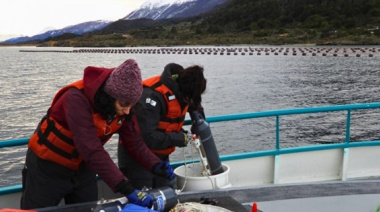 El Conicet analiza el canal Beagle para el primer cultivo de mejillones a escala industrial