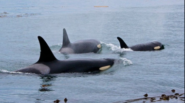 Investigan un varamiento de orcas en Bahía San Sebastián