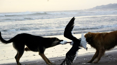Comité de seguimiento: Anuncian avances dentro del plan de control canino