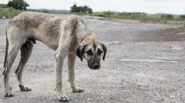 Se creó el Observatorio Jurídico para la Protección de los Animales No Humanos