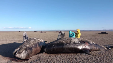 Son al menos 26 las orcas varadas en Bahía San Sebastián