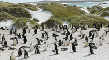 La pingüinera más visitada de Malvinas podría clausurarse por casos de gripe aviar