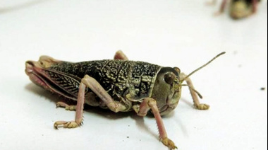 Alerta en la Patagonia por focos de Tucura sapo