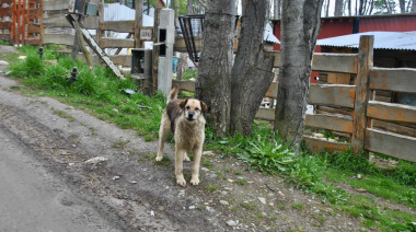 Se realizó el relevamiento provincial de perros sueltos, un paso clave para fortalecer el cuidado responsable