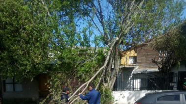 El Municipio atendió situaciones de árboles caídos durante el temporal de viento