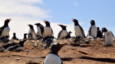 Gripe Aviar: 180 parejas de pingüinos Gentoo desaparecieron de una playa de Malvinas