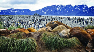 Gripe aviar reduce a la mitad los elefantes marinos reproductores en las Georgias del Sur