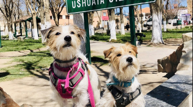 Vacaciones con mascotas: Cómo gestionar el Certificado Veterinario Austral