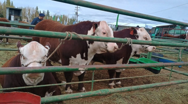 Tierra del Fuego junto a Santa Cruz y Chubut, con la sanidad bovina verificada
