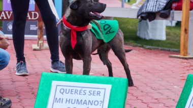 Zoonosis realizó el cierre de año promoviendo la tenencia responsable