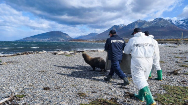 Prefectura Ushuaia reinsertó a un lobo marino que deambulaba cerca del aeropuerto