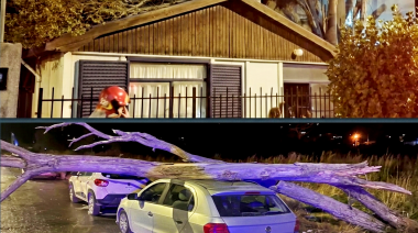 Temporal de viento en Ushuaia: ráfagas de más de 100 km/h causaron destrozos y caída de árboles