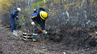 Aseguran que avanza la reforestación en el Corazón de la Isla