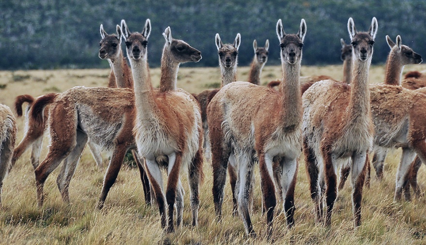 Productores patagónicos pidieron medidas para frenar la superpoblación de guanacos