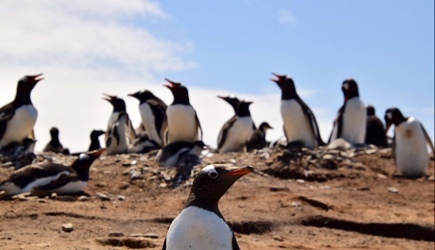 Gripe Aviar: 180 parejas de pingüinos Gentoo desaparecieron de una playa de Malvinas