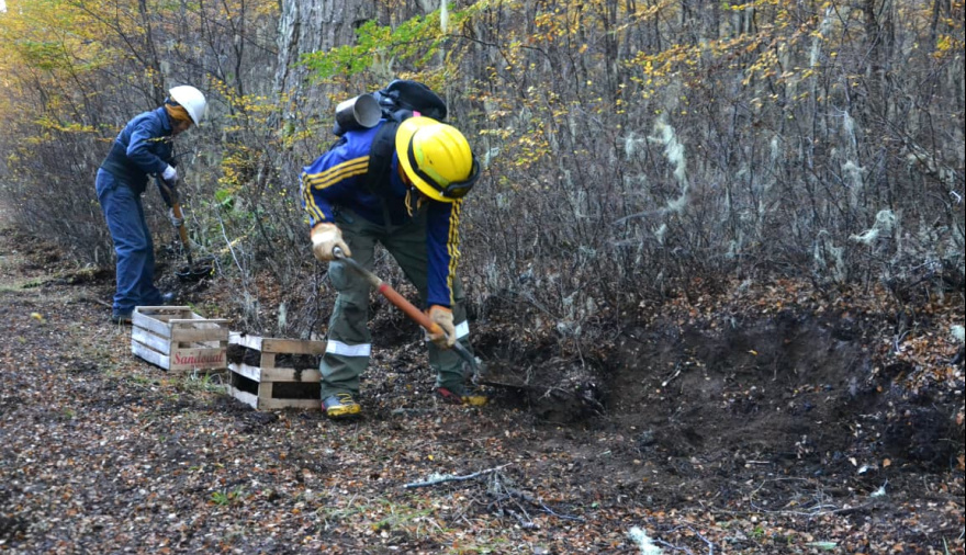 Aseguran que avanza la reforestación en el Corazón de la Isla