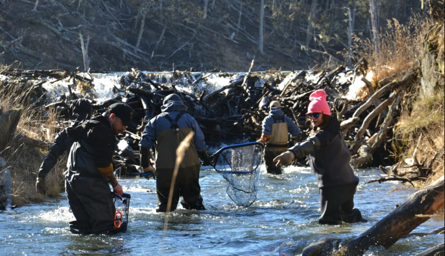 Previo a la temporada de pesca: Realizan acciones de repoblamiento en ríos y lagos
