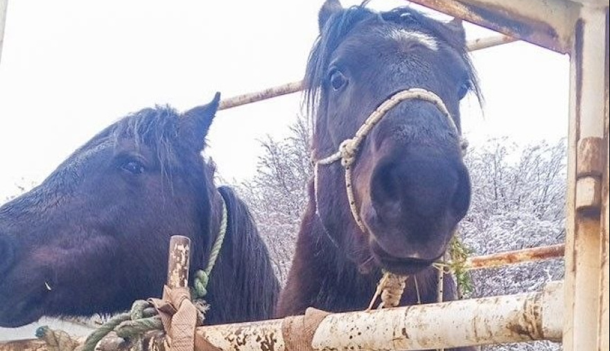 La Municipalidad capturó caballos en distintos puntos de Ushuaia
