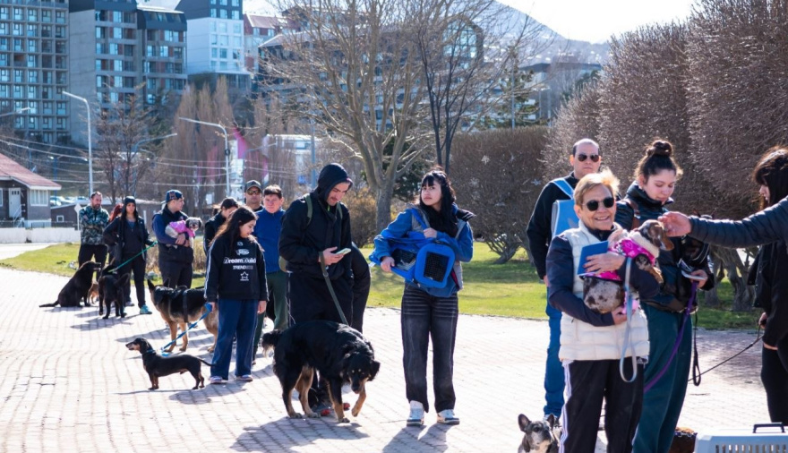 Campaña antirrábica: el Municipio de Ushuaia ya vacunó más de 240 animales