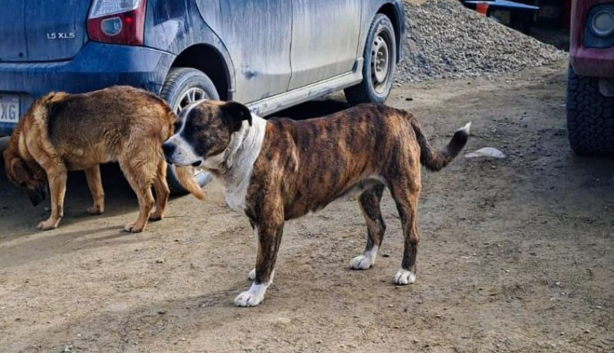 Tenencia responsable de mascotas: la Municipalidad labró 40 actas de infracción