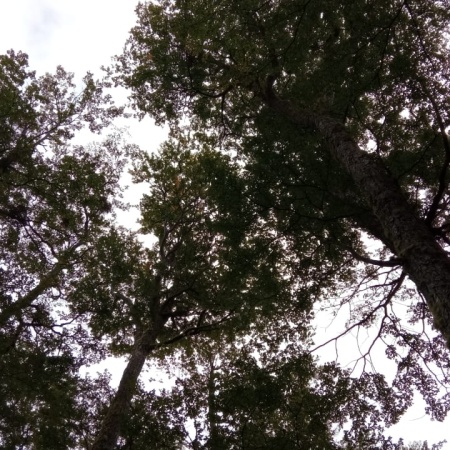 Hoy se celebra el Día Internacional de los Bosques