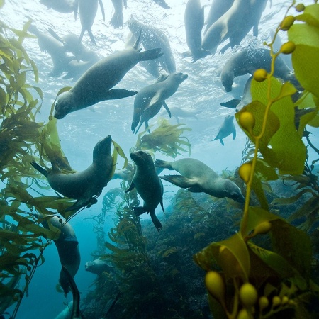 Tierra del Fuego como custodio de los bosques submarinos de algas pardas
