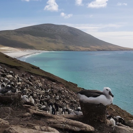 Brote de Gripe Aviar: En Malvinas advierten a guías y turistas sobre posibles cierres