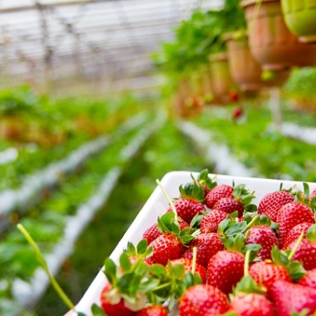 Segundo taller sobre producción de frutillas