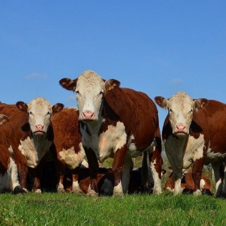 Tierra del Fuego potencia la ganadería en colaboración con el sector privado