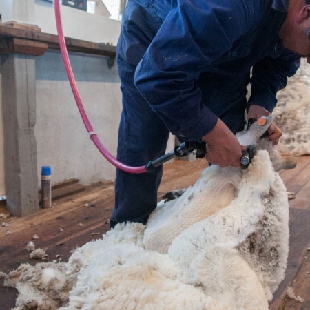 La exportación de lana argentina superó el 45% en volumen y el 30% en valor