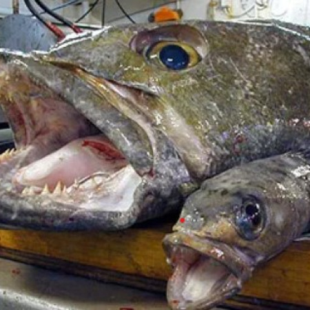 Se judicializó la pesca de merluza negra