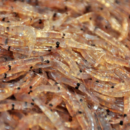 Pesca ilegal: Flota noruega y china arrasan el krill antártico