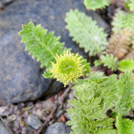 Gobierno lanza concurso para elaborar la primera guía de flora de las áreas naturales protegidas