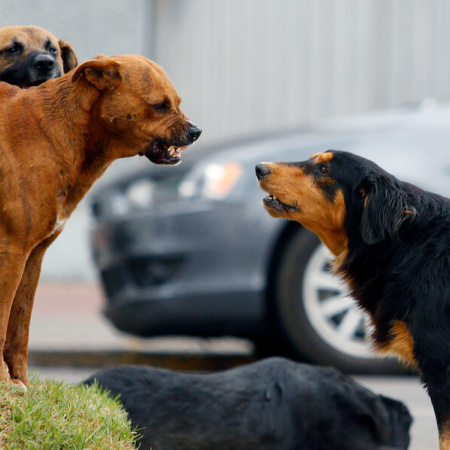Lanzan la campaña "Cuidá tu perro, cuidemos el ambiente"