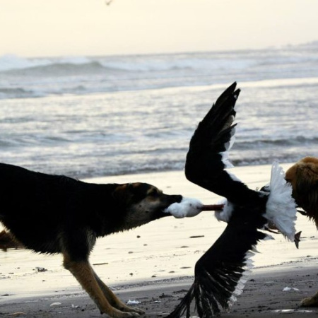 Comité de seguimiento: Anuncian avances dentro del plan de control canino