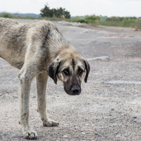Se creó el Observatorio Jurídico para la Protección de los Animales No Humanos