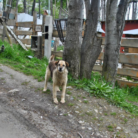 Se realizó el relevamiento provincial de perros sueltos, un paso clave para fortalecer el cuidado responsable