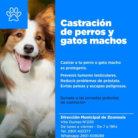 La Municipalidad impulsa jornadas gratuitas de castración en Ushuaia