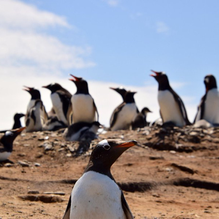 Gripe Aviar: 180 parejas de pingüinos Gentoo desaparecieron de una playa de Malvinas